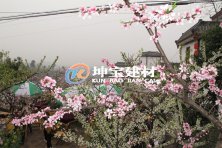 龍泉故里桃園，樹脂瓦添色彩